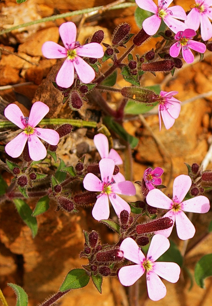 Saponaria ocymoides/ Saponaria